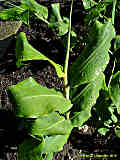 Hedychium gardnerianum