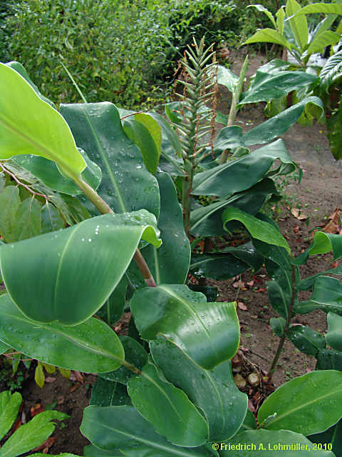 Hedychium gardnerianum