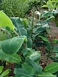 Hedychium gardnerianum