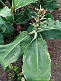 Hedychium gardnerianum