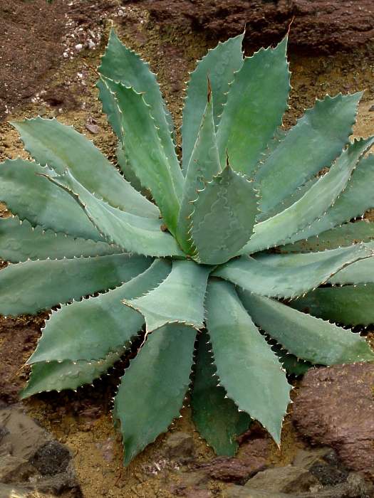 Agave pottatorum