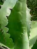 Agave salmiana var. ferox, Agave ferox