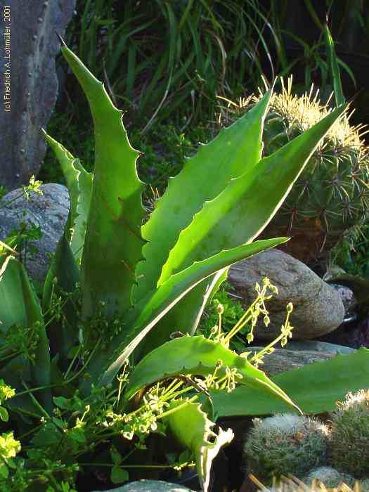 Agave americana