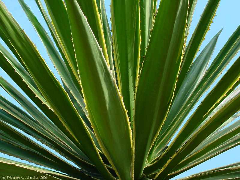 Agave sisalana