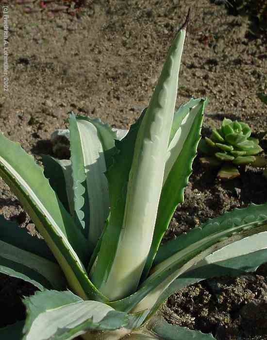 Agave americana var. medio-picta