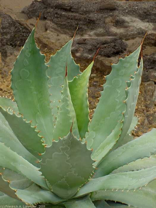 Agave pottatorum