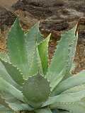 Agave potatorum