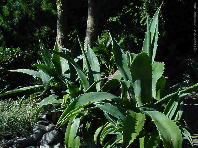 Agave americana