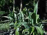 Agave americana