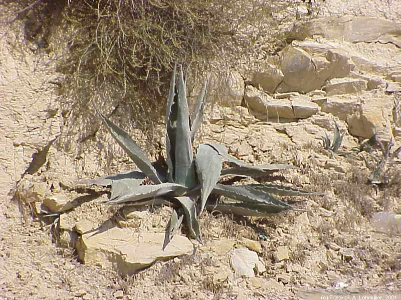 Agave americana