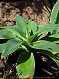 Agave attenuata