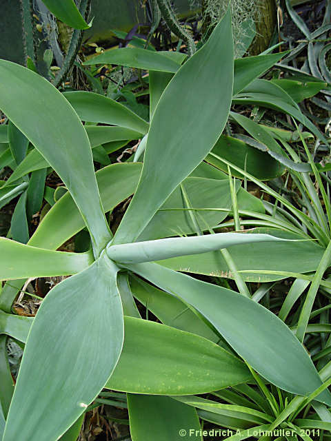 Agave attenuata