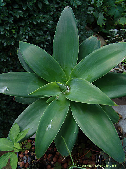 Agave attenuata