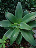 Agave attenuata