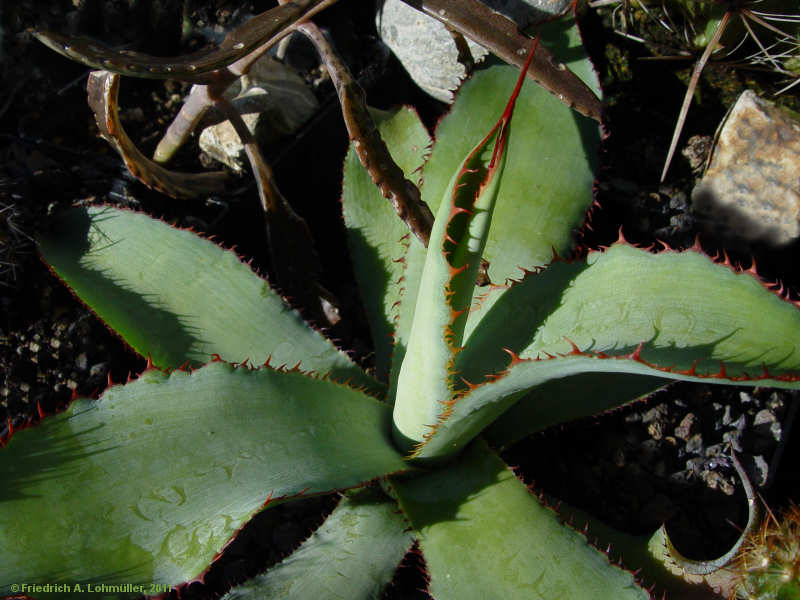 Agave bovicornuta