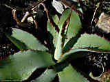 Agave bovicornuta