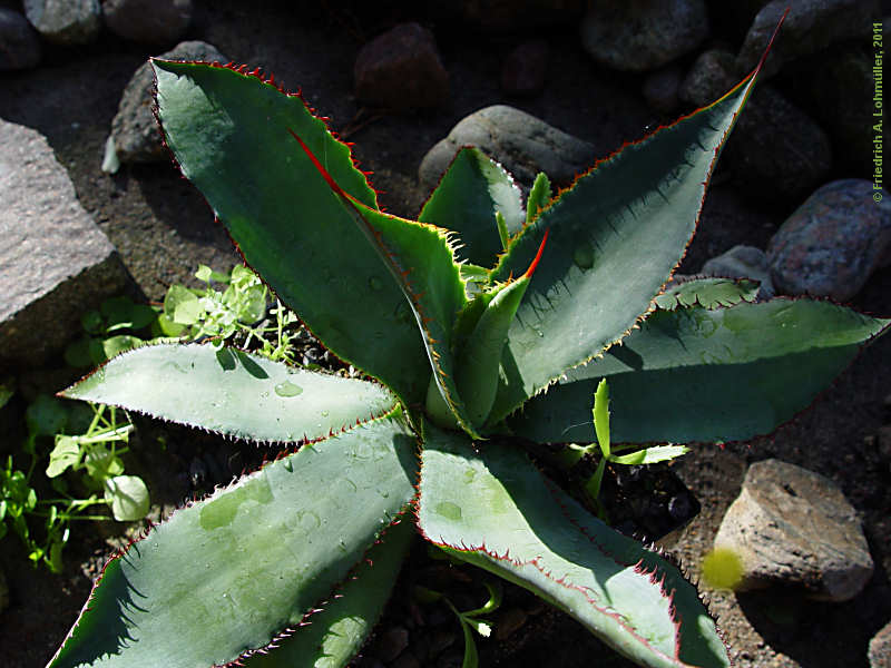 Agave bovicornuta