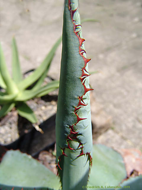 Agave bovicornuta