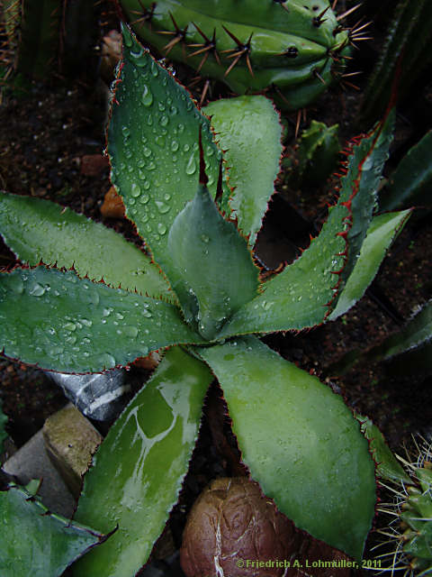 Agave bovicornuta