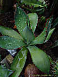 Agave bovicornuta