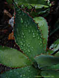 Agave bovicornuta