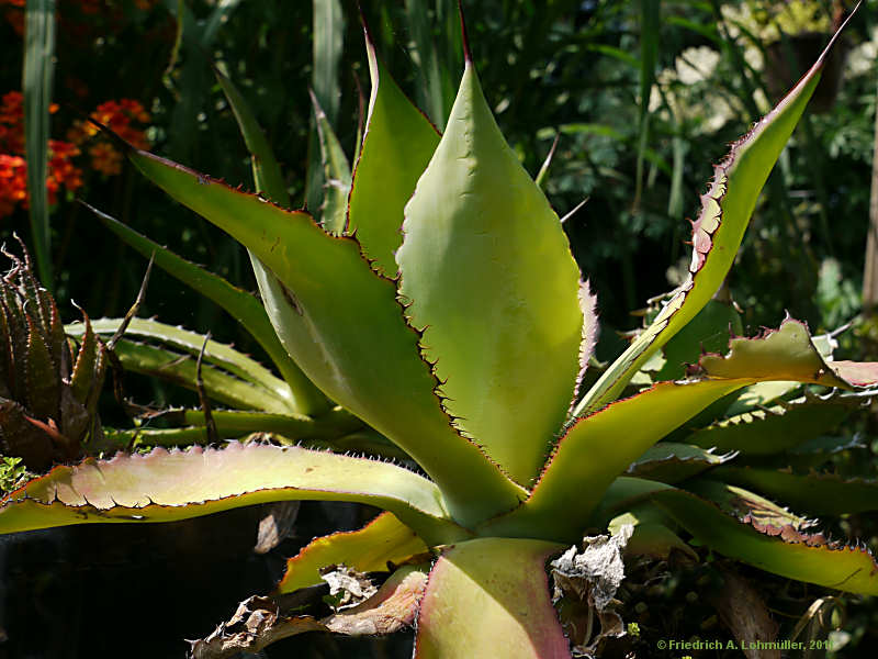 Agave bovicornuta