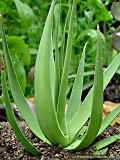 Agave bracteosa