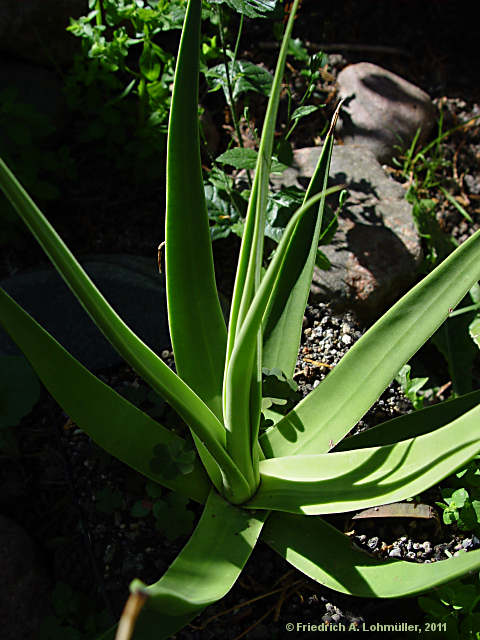 Agave bracteosa