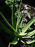 Agave bracteosa