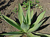 Agave mitis var. mitis, Agave celsii