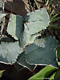 Agave colorata