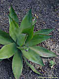 Agave inaequidens, Agave crenata