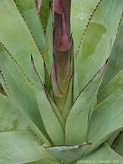 Agave inaequidens subsp. inaequidens