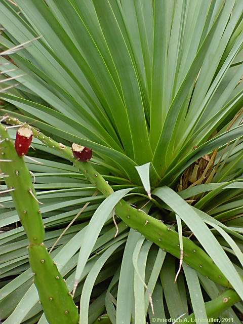 Agave dasylirioides