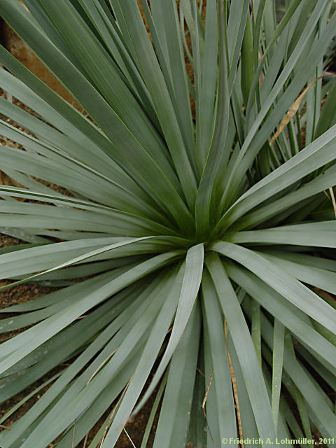 Agave dasylirioides