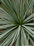 Agave dasylirioides