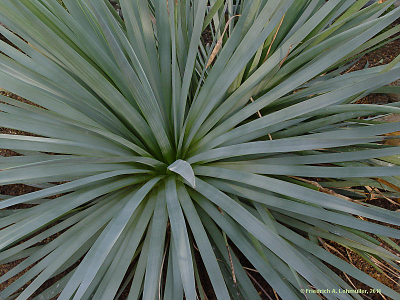 Agave dasylirioides