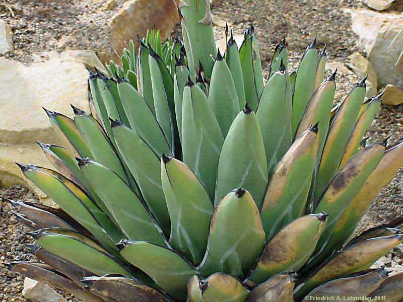 Agave ferdinandi-regis