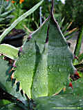 Agave salmiana var. ferox, Agave ferox