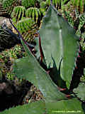 Agave salmiana var. ferox, Agave ferox