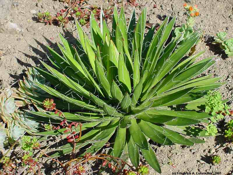 Agave filifera