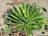 Agave filifera