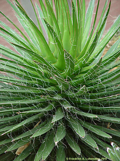 Agave filifera