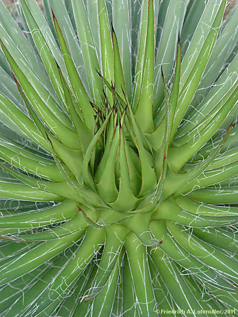 Agave filifera