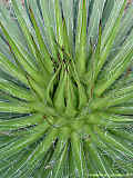 Agave filifera