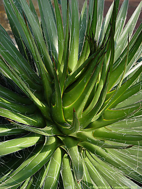 Agave filifera