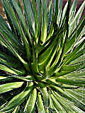 Agave filifera