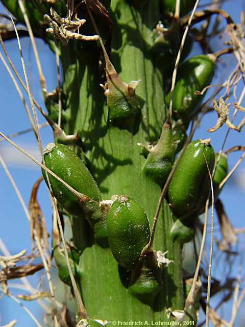 Agave filifera