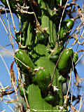 Agave filifera