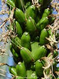 Agave filifera